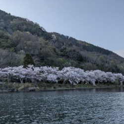 レイクトロ－リング＝ビワマス釣り！